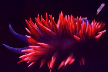 Carrot Patch:  Nudibranch, Catalina Island, California; H... by Rick Tegeler 